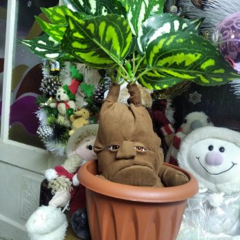 Мандрагора как  подарок  на  Рождество, моя  версия