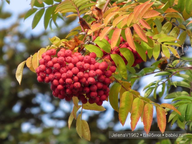 Краски осени. Продолжение... Игровые куклы Käthe Kruse. Minouche. Подружки Готц | Бэйбики Краски осени. Продолжение... Игровые куклы Käthe Kruse. Minouche. Подружки Готц (фото 10)
