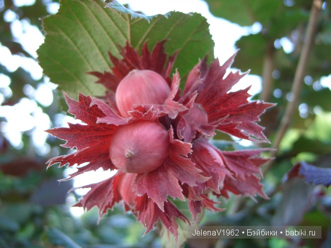 Краски осени. Продолжение... Игровые куклы Käthe Kruse. Minouche. Подружки Готц | Бэйбики Краски осени. Продолжение... Игровые куклы Käthe Kruse. Minouche. Подружки Готц