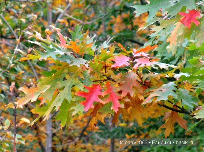 Краски осени. Продолжение... Игровые куклы Käthe Kruse. Minouche. Подружки Готц | Бэйбики Краски осени. Продолжение... Игровые куклы Käthe Kruse. Minouche. Подружки Готц
