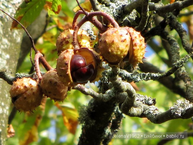 Краски осени. Продолжение... Игровые куклы Käthe Kruse. Minouche. Подружки Готц | Бэйбики Краски осени. Продолжение... Игровые куклы Käthe Kruse. Minouche. Подружки Готц
