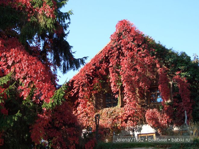 Краски осени. Продолжение... Игровые куклы Käthe Kruse. Minouche. Подружки Готц | Бэйбики Краски осени. Продолжение... Игровые куклы Käthe Kruse. Minouche. Подружки Готц