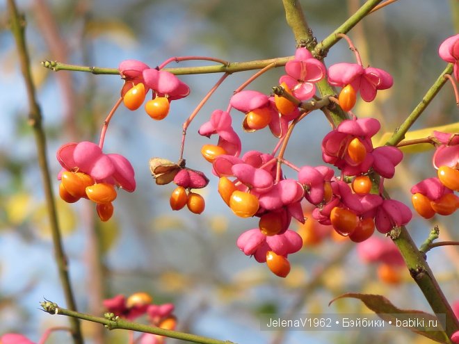Краски осени. Продолжение... Игровые куклы Käthe Kruse. Minouche. Подружки Готц | Бэйбики Краски осени. Продолжение... Игровые куклы Käthe Kruse. Minouche. Подружки Готц