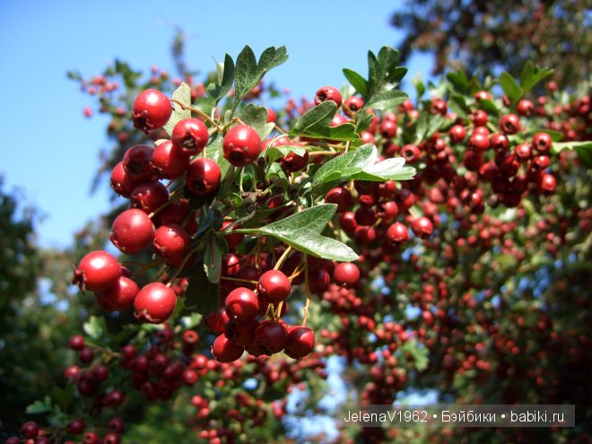 Краски осени. Продолжение... Игровые куклы Käthe Kruse. Minouche. Подружки Готц | Бэйбики Краски осени. Продолжение... Игровые куклы Käthe Kruse. Minouche. Подружки Готц