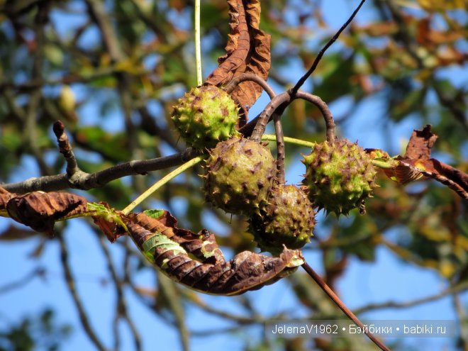 Краски осени. Продолжение... Игровые куклы Käthe Kruse. Minouche. Подружки Готц | Бэйбики Краски осени. Продолжение... Игровые куклы Käthe Kruse. Minouche. Подружки Готц