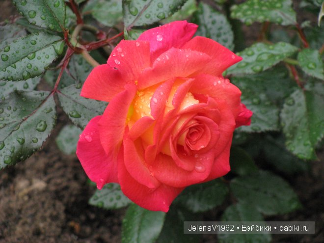 Приглашение в лето... Игровые куклы Käthe Kruse. Minouche. Подружки Готц