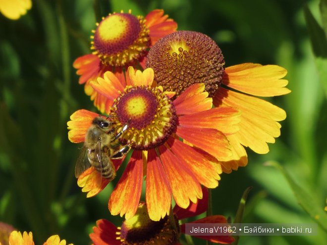 Приглашение в лето... Игровые куклы Käthe Kruse. Minouche. Подружки Готц