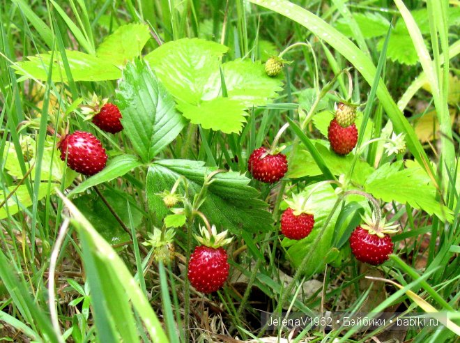 Приглашение в лето... Игровые куклы Käthe Kruse. Minouche. Подружки Готц