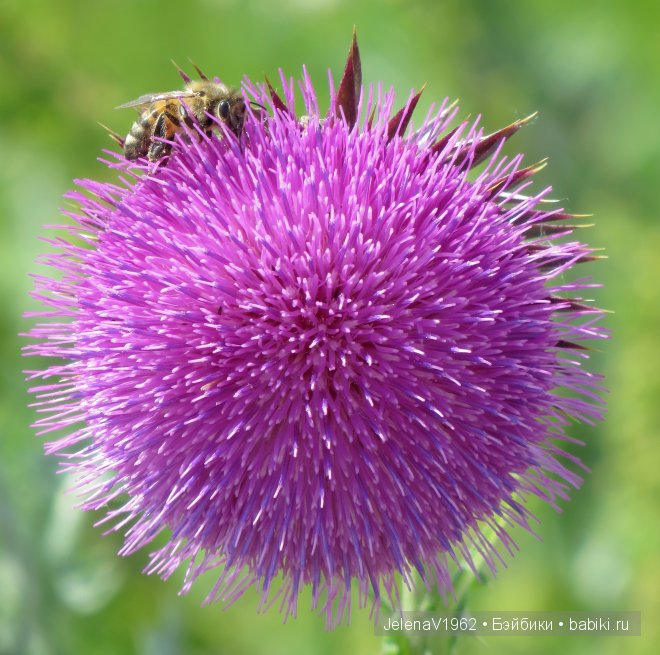 Приглашение в лето... Игровые куклы Käthe Kruse. Minouche. Подружки Готц