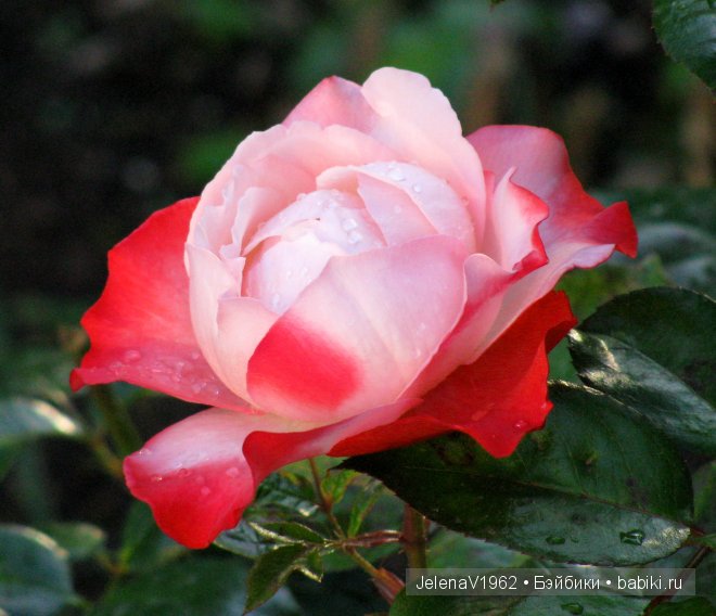 Приглашение в лето... Игровые куклы Käthe Kruse. Minouche. Подружки Готц