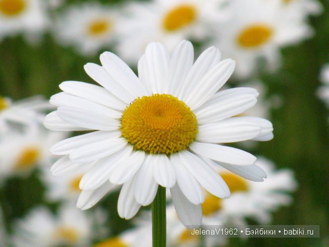 Приглашение в лето... Игровые куклы Käthe Kruse. Minouche. Подружки Готц