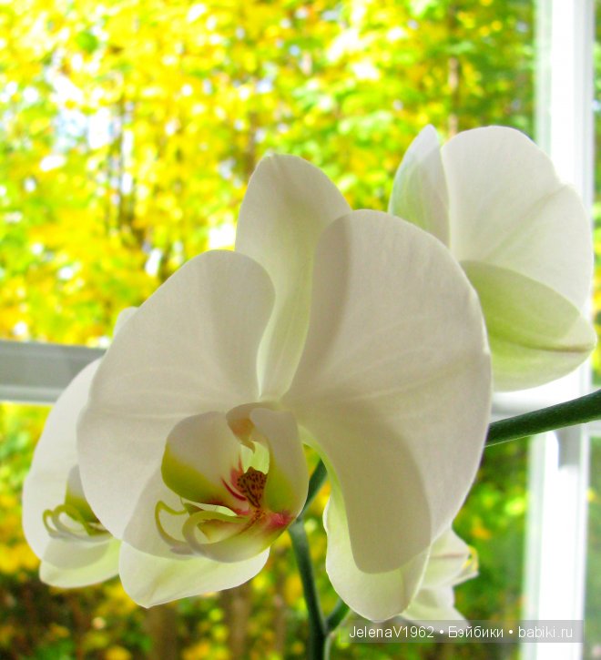 И ещё немного осени... Игровые куклы. Подружки Готц | Бэйбики И ещё немного осени... Игровые куклы. Подружки Готц