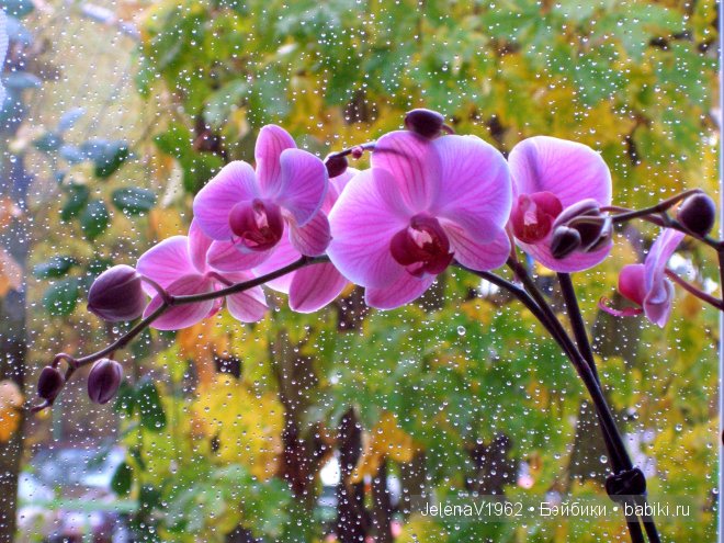 И ещё немного осени... Игровые куклы. Подружки Готц | Бэйбики И ещё немного осени... Игровые куклы. Подружки Готц