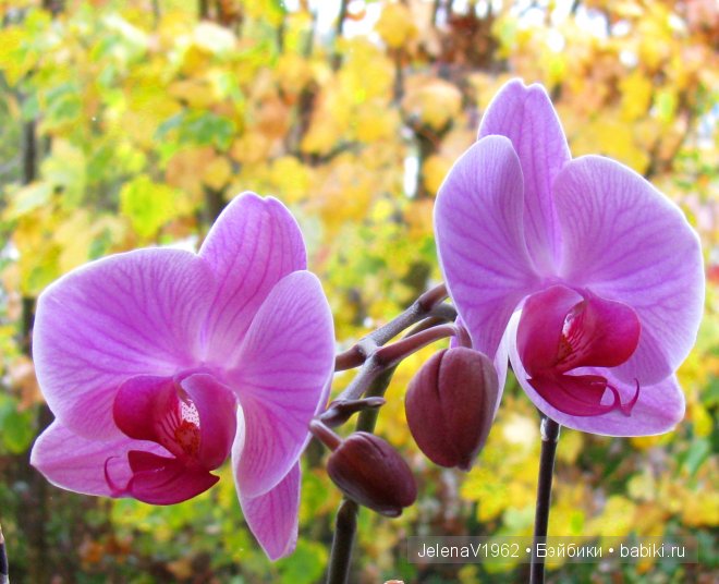 И ещё немного осени... Игровые куклы. Подружки Готц | Бэйбики И ещё немного осени... Игровые куклы. Подружки Готц