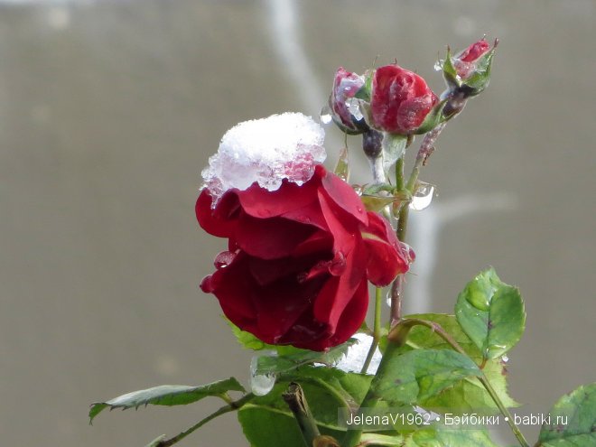 Мечты должны сбываться! Игровые куклы. Подружки Готц