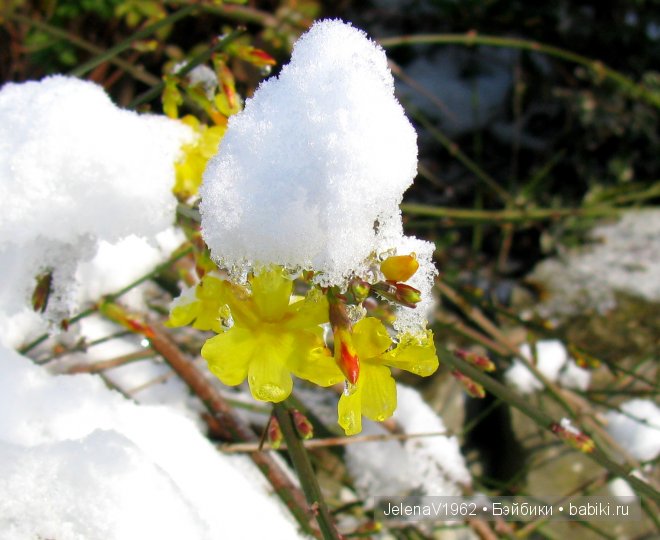 Мечты должны сбываться! Игровые куклы. Подружки Готц