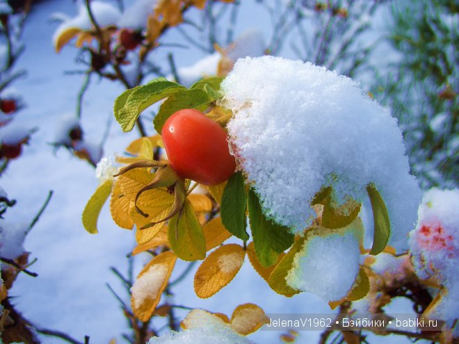 Мечты должны сбываться! Игровые куклы. Подружки Готц