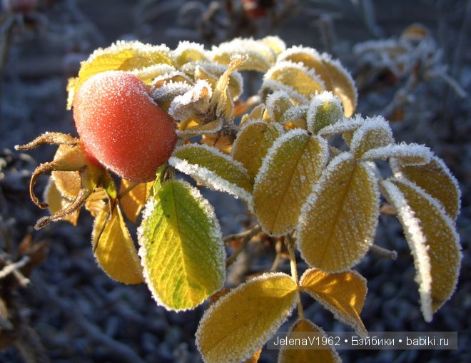 Мечты должны сбываться! Игровые куклы. Подружки Готц