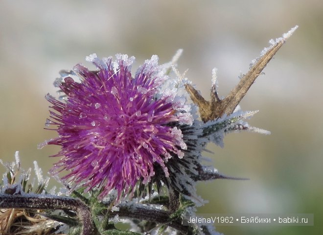 Мечты должны сбываться! Игровые куклы. Подружки Готц