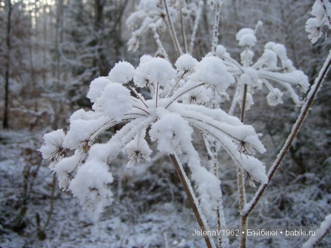 Мечты должны сбываться! Игровые куклы. Подружки Готц