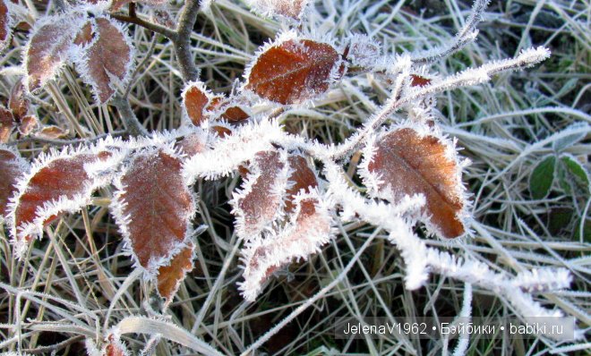 Мечты должны сбываться! Игровые куклы. Подружки Готц