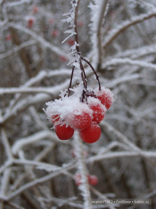 Мечты должны сбываться! Игровые куклы. Подружки Готц