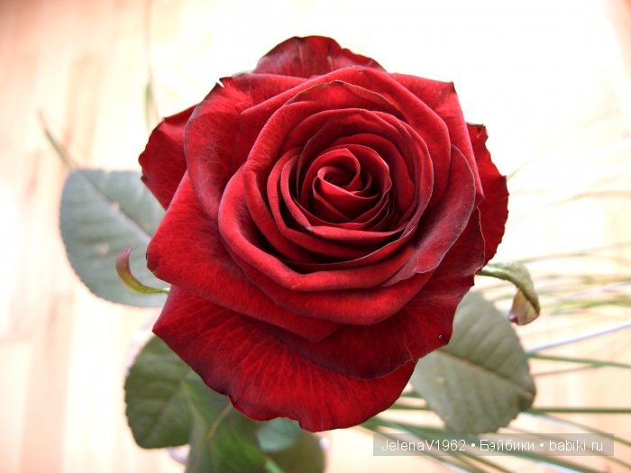 С Днём Святого Валентина !!! Игровые кулы. Подружки Готц (фото 9)