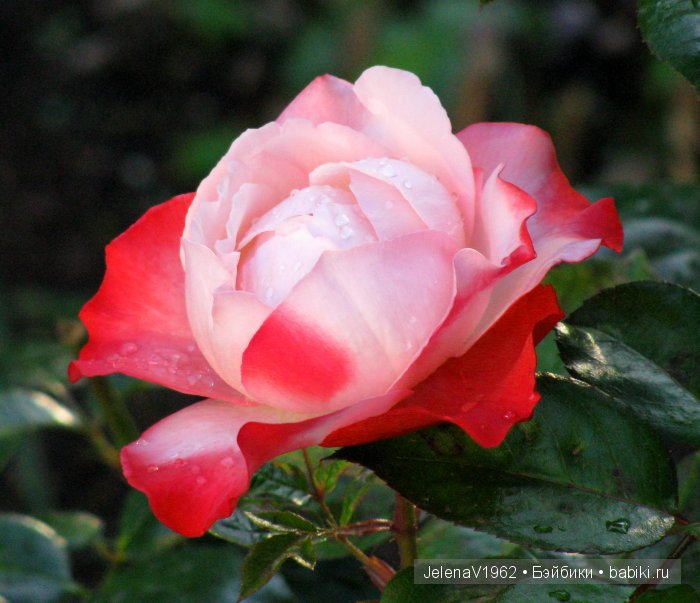 Мои Цветочные фантазии. Игровые куклы от Paola Reina (фото 8)