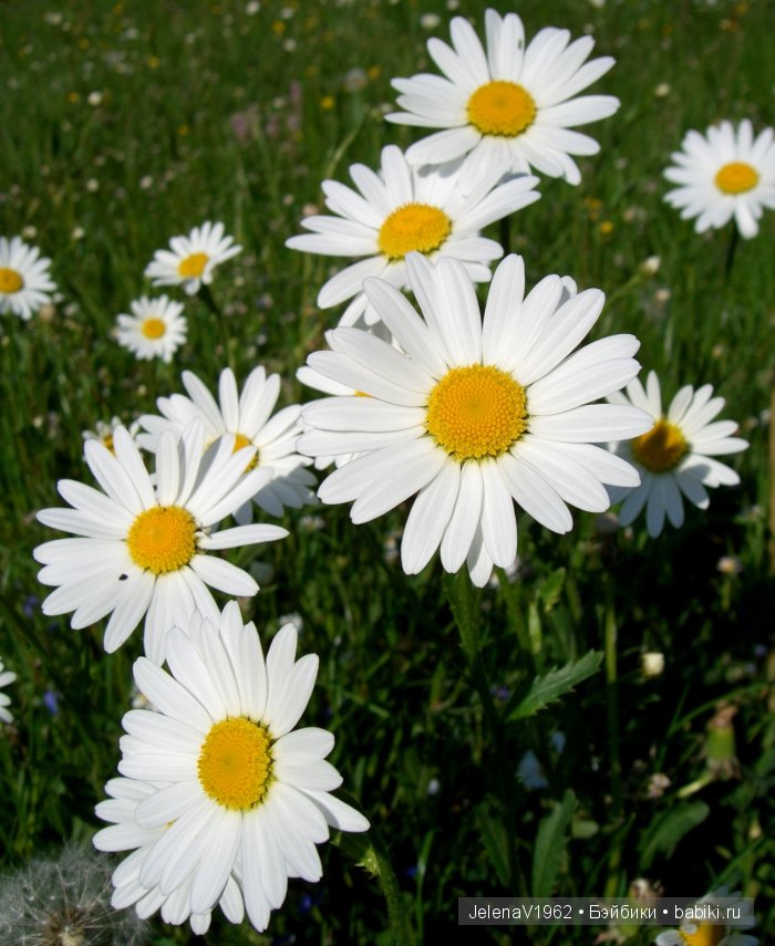 Мои Цветочные фантазии. Игровые куклы от Paola Reina