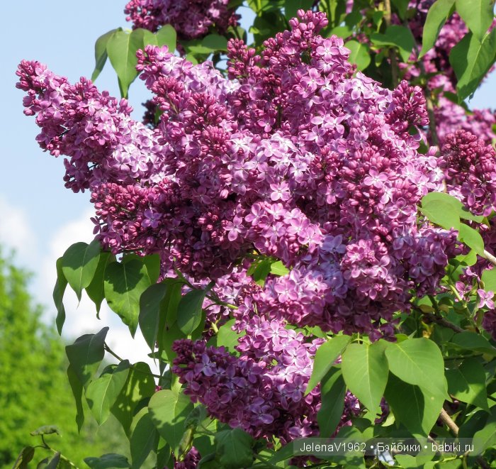 Мои Цветочные фантазии. Игровые куклы от Paola Reina