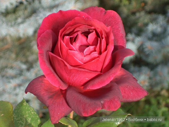 Мои Цветочные фантазии. Игровые куклы от Paola Reina (фото 6)