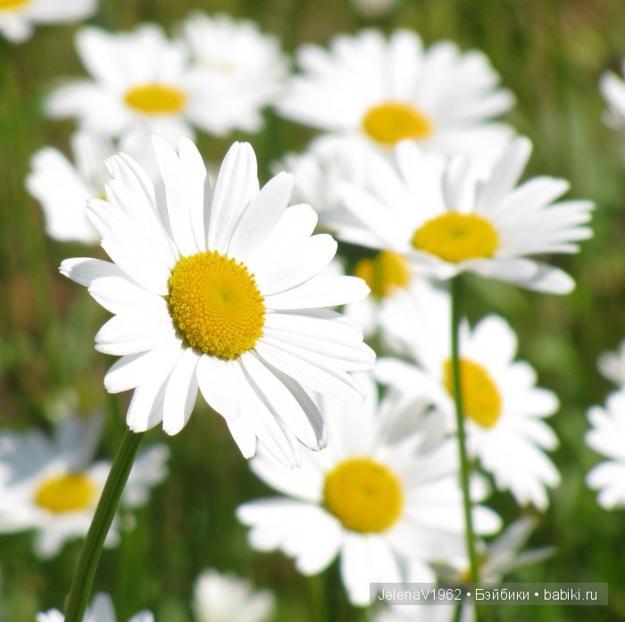 Мои Цветочные фантазии. Игровые куклы от Paola Reina