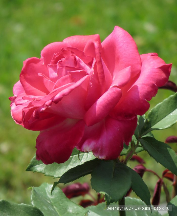 Мои Цветочные фантазии. Игровые куклы от Paola Reina (фото 7)