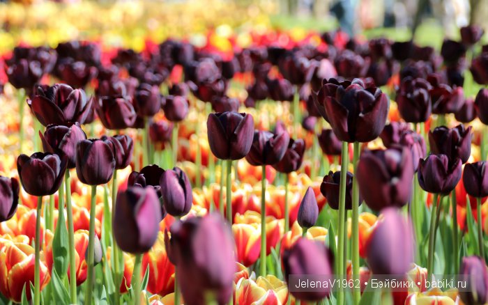 А вы видели море тюльпанов? Койкенхоф. Голландия. Коллекционные куклы Rosemarie Müller. Одежда своими руками