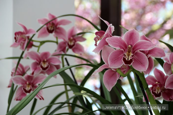 А вы видели море тюльпанов? Койкенхоф. Голландия. Коллекционные куклы Rosemarie Müller. Одежда своими руками