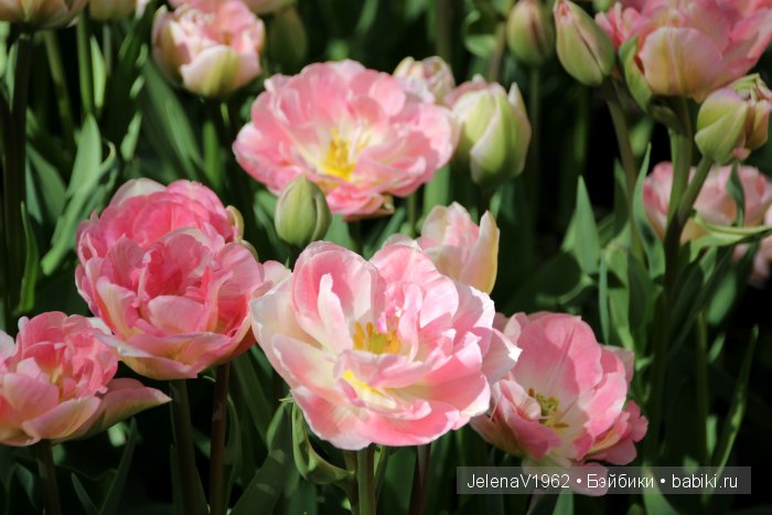 А вы видели море тюльпанов? Койкенхоф. Голландия. Коллекционные куклы Rosemarie Müller. Одежда своими руками