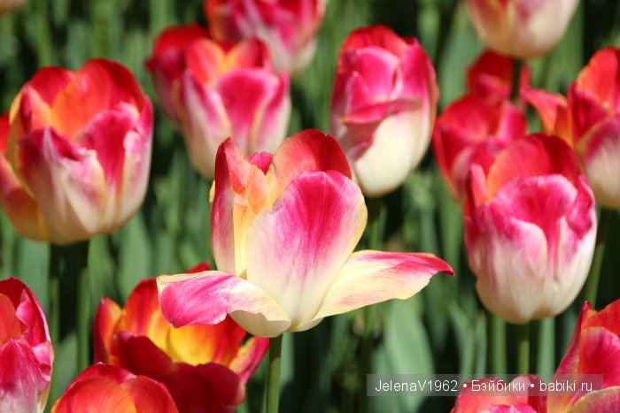 А вы видели море тюльпанов? Койкенхоф. Голландия. Коллекционные куклы Rosemarie Müller. Одежда своими руками