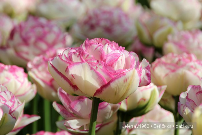 А вы видели море тюльпанов? Койкенхоф. Голландия. Коллекционные куклы Rosemarie Müller. Одежда своими руками