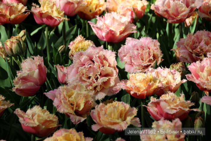 А вы видели море тюльпанов? Койкенхоф. Голландия. Коллекционные куклы Rosemarie Müller. Одежда своими руками