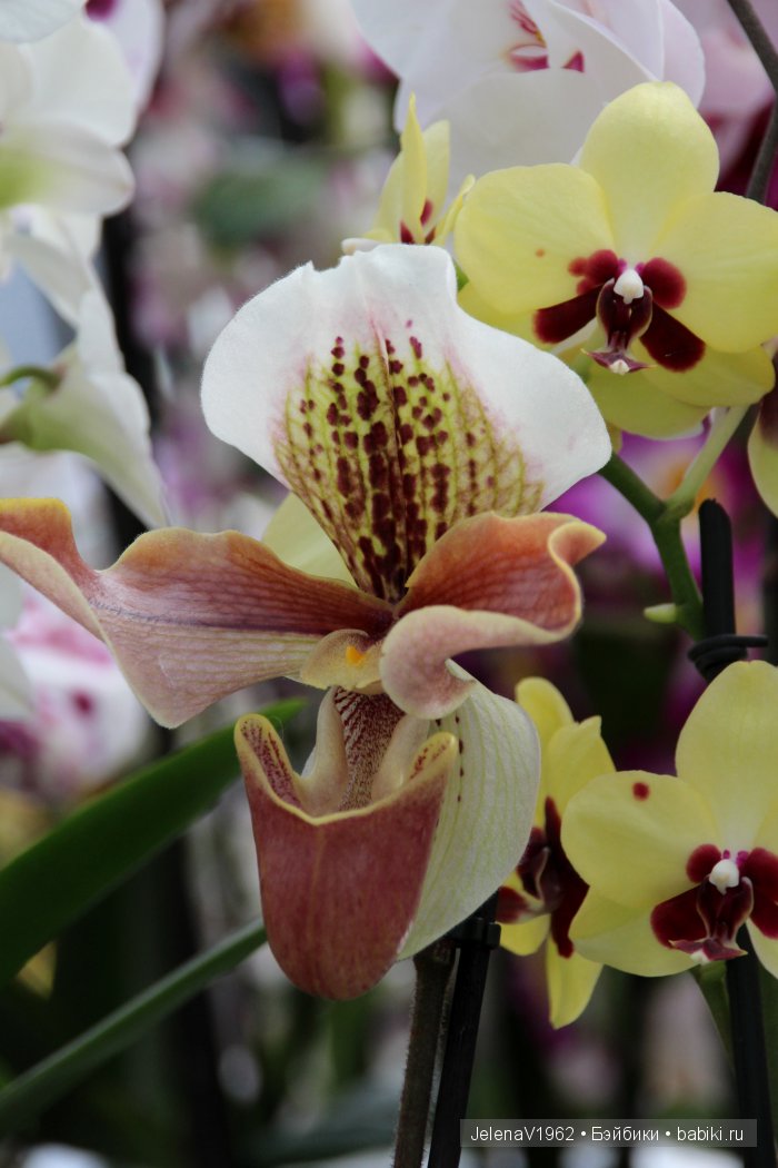 А вы видели море тюльпанов? Койкенхоф. Голландия. Коллекционные куклы Rosemarie Müller. Одежда своими руками