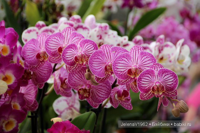 А вы видели море тюльпанов? Койкенхоф. Голландия. Коллекционные куклы Rosemarie Müller. Одежда своими руками