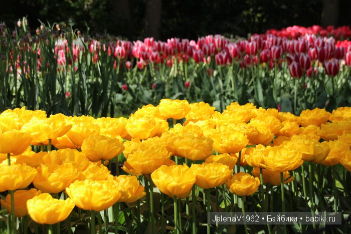 А вы видели море тюльпанов? Койкенхоф. Голландия. Коллекционные куклы Rosemarie Müller. Одежда своими руками