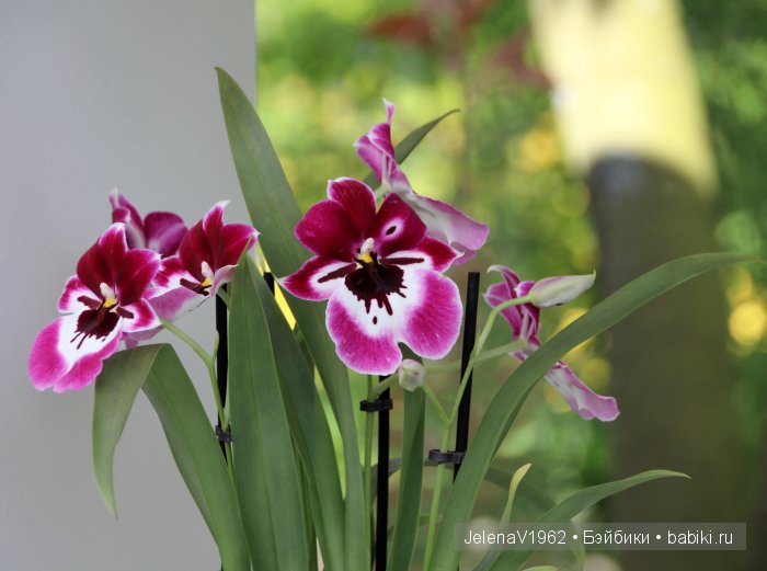 А вы видели море тюльпанов? Койкенхоф. Голландия. Коллекционные куклы Rosemarie Müller. Одежда своими руками