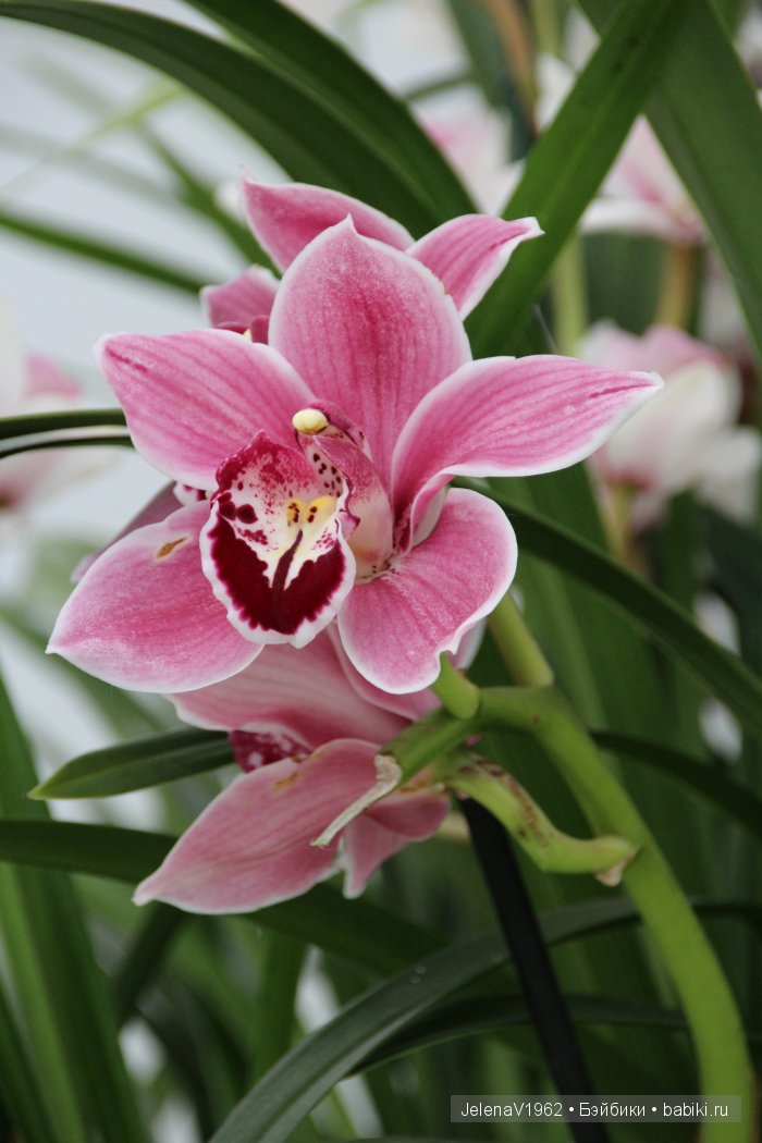 А вы видели море тюльпанов? Койкенхоф. Голландия. Коллекционные куклы Rosemarie Müller. Одежда своими руками