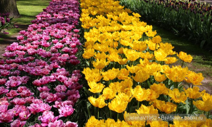 А вы видели море тюльпанов? Койкенхоф. Голландия. Коллекционные куклы Rosemarie Müller. Одежда своими руками