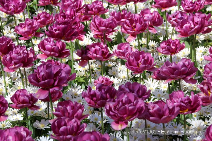 А вы видели море тюльпанов? Койкенхоф. Голландия. Коллекционные куклы Rosemarie Müller. Одежда своими руками