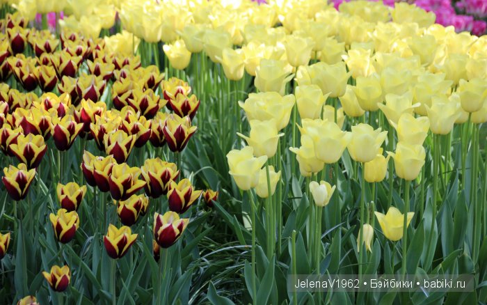 А вы видели море тюльпанов? Койкенхоф. Голландия. Коллекционные куклы Rosemarie Müller. Одежда своими руками