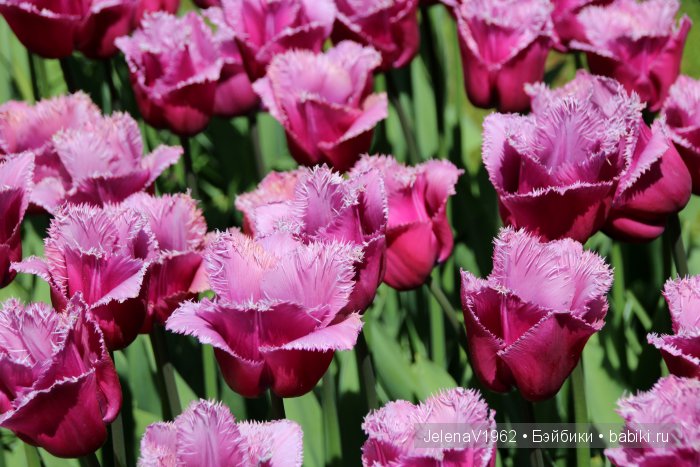 А вы видели море тюльпанов? Койкенхоф. Голландия. Коллекционные куклы Rosemarie Müller. Одежда своими руками