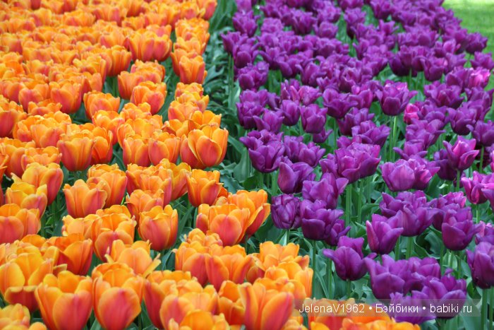 А вы видели море тюльпанов? Койкенхоф. Голландия. Коллекционные куклы Rosemarie Müller. Одежда своими руками