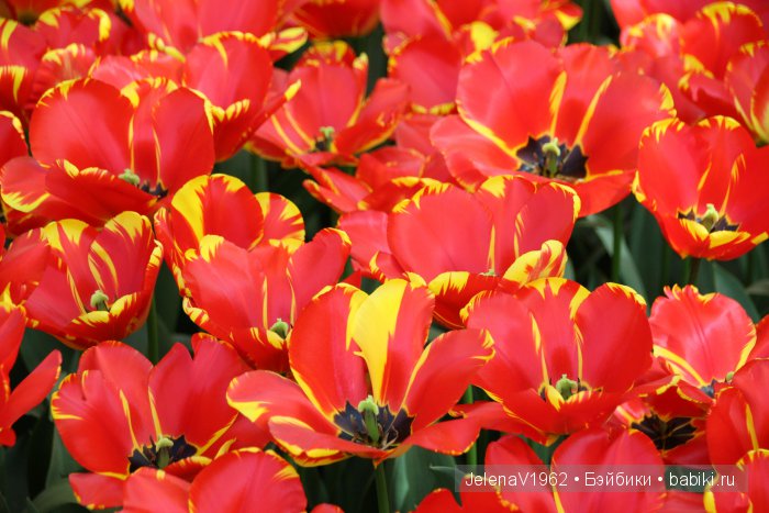 А вы видели море тюльпанов? Койкенхоф. Голландия. Коллекционные куклы Rosemarie Müller. Одежда своими руками